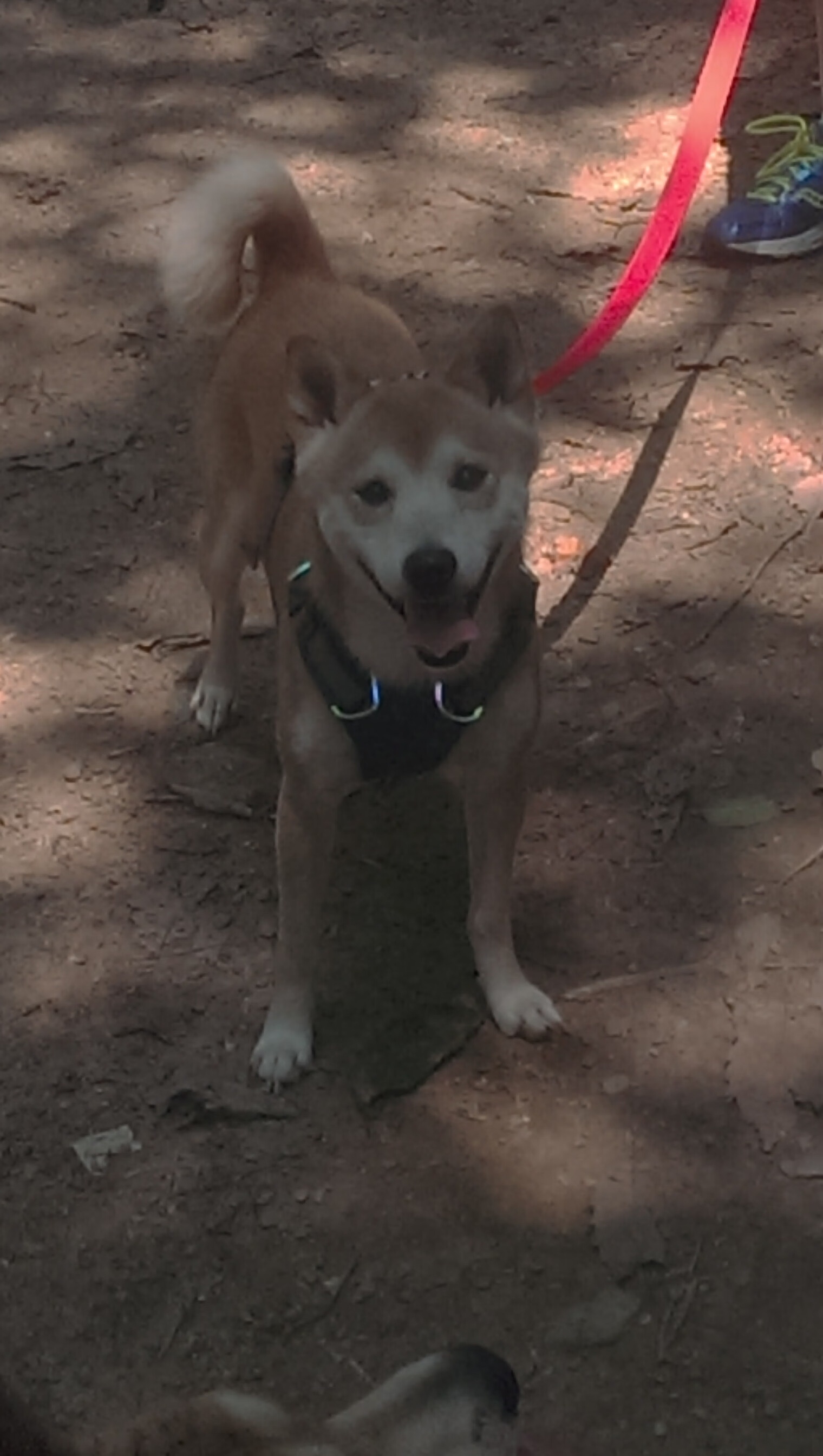 kaiyun中国官方网站-“新都福乐球赛：攻防之战一触即发”