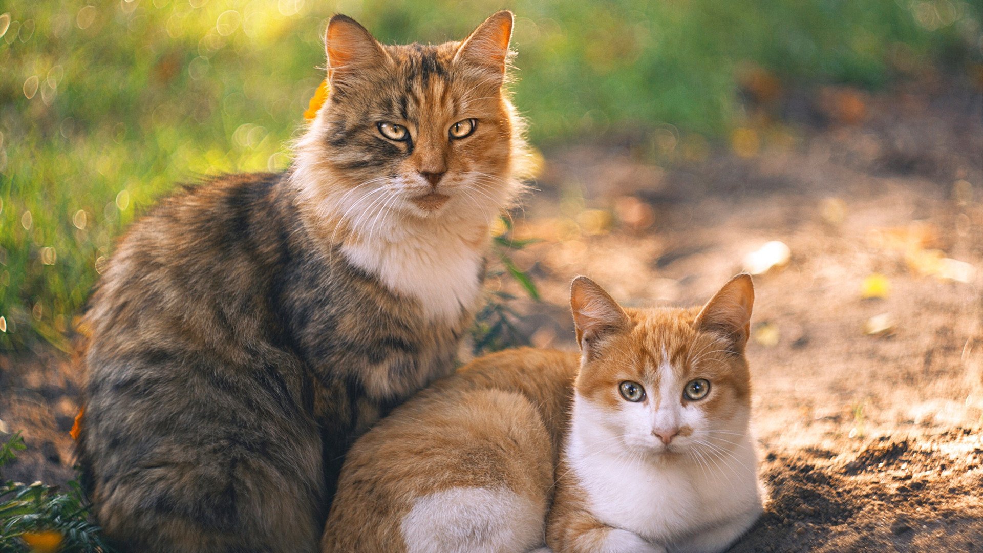 开云·体育官网APP下载-体测改革覆盖特殊教育群体实现全员参与，体测特殊体质