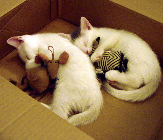 职业球员纪律管理机制建设不足,球员纪律有什么用