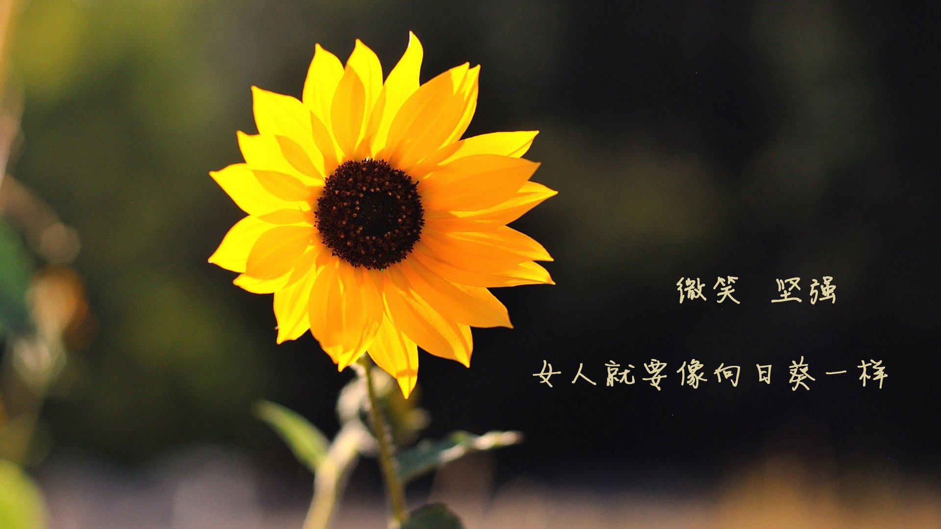 kaiyun体育app-职业联赛球迷参与度为何难提升，职业联赛球迷参与度为何难提升呢