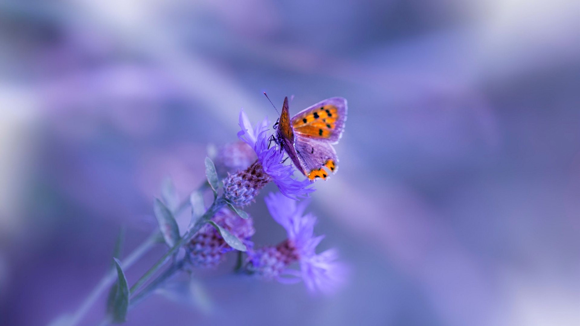 未来足球场馆实现全数字化智慧管理，提升运营效率，足球场馆的产业链分析