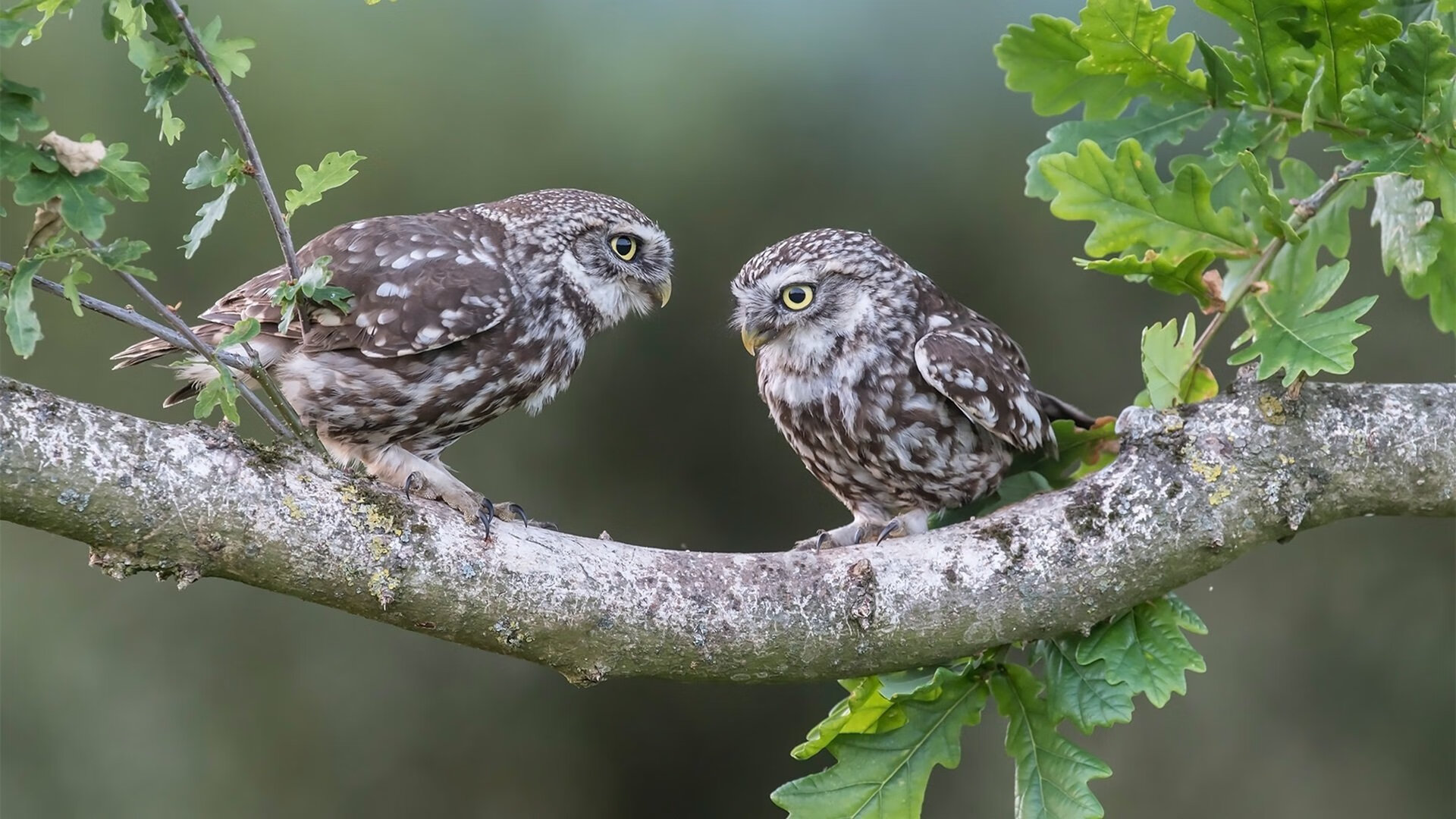 kaiyun官方网站-格列兹曼转投法甲，新球队期待奇迹