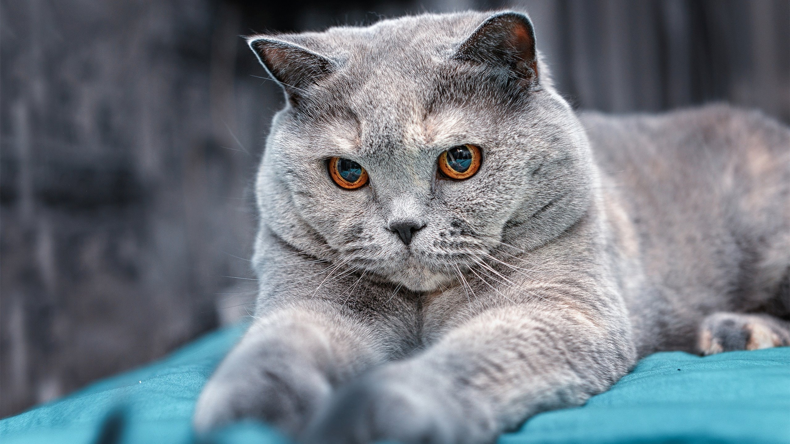 黎巴嫩男篮在西亚锦标赛中奋勇争先,期待奥运梦想成真,黎巴嫩男篮击败法国